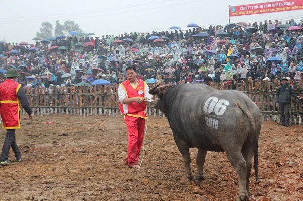 “Ông cầu” số 06 được các chủ trâu đưa ra ngoài sân để thi đấu.