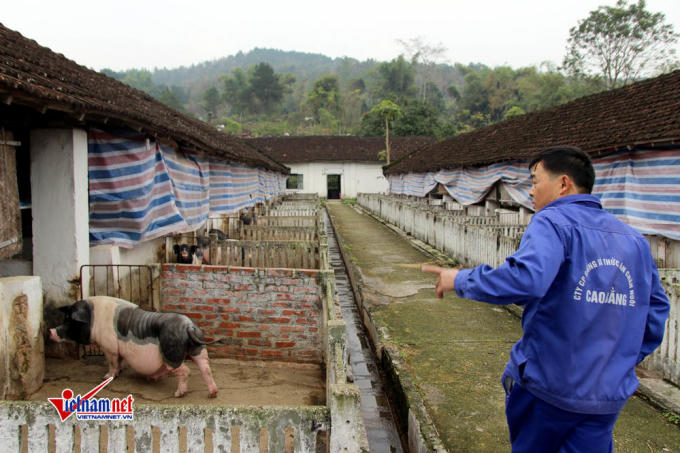 Trại chăn nuôi lợn hiện nay đã được khôi phục, tiếp tục phát triển.