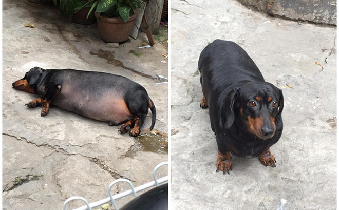 Ch&uacute; ch&oacute; g&acirc;y sốt mạng x&atilde; hội Việt v&igrave; th&acirc;n h&igrave;nh si&ecirc;u b&eacute;o