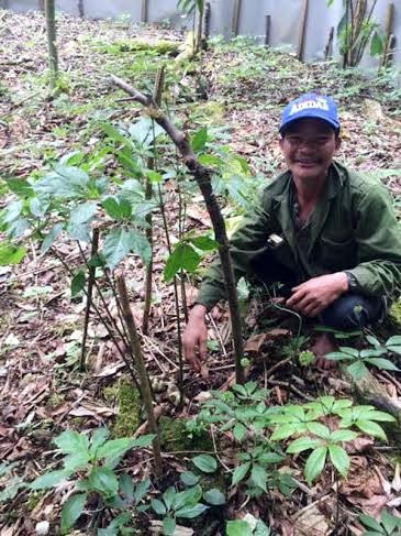 &Ocirc;ng Hồ Kim Lĩnh b&ecirc;n gốc s&acirc;m Ngọc Linh Tổ c&oacute; tuổi đời h&agrave;ng trăm năm trong vườn nh&agrave;. Nhờ c&acirc;y s&acirc;m Tổ n&agrave;y mỗi năm cho &ocirc;ng hơn 1.000 hạt giống để nh&acirc;n rộng vườn s&acirc;m triệu USD của m&igrave;nh.