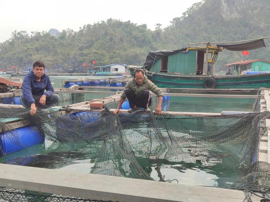 Mô hình nuôi trồng thủy hải sản trên biển tại Quảng Ninh.