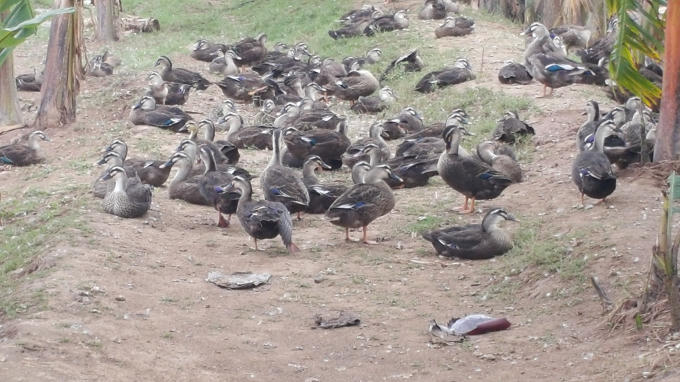 Vịt trời được nuôi theo quy trình sạch cháy hàng dịp cận tết.