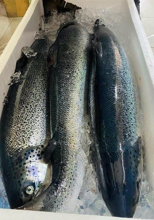 Hải quan vào cuộc vụ lô cá hồi nhập khẩu có dấu hiệu bất thường. (Hình minh hoạ)