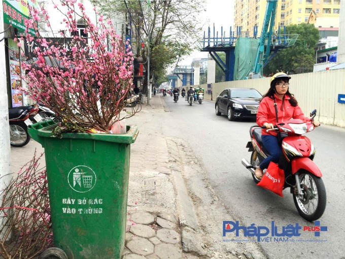 ...… hay trên phố Cầu Giấy, các cành đào được cắm đầy trên xe rác, vứt dưới đường.