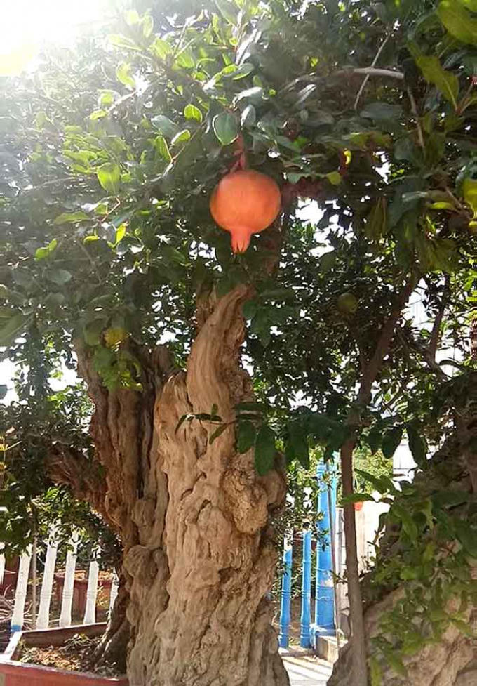 Quả lựu to, ruột lựu đỏ ăn rất thơm ngon