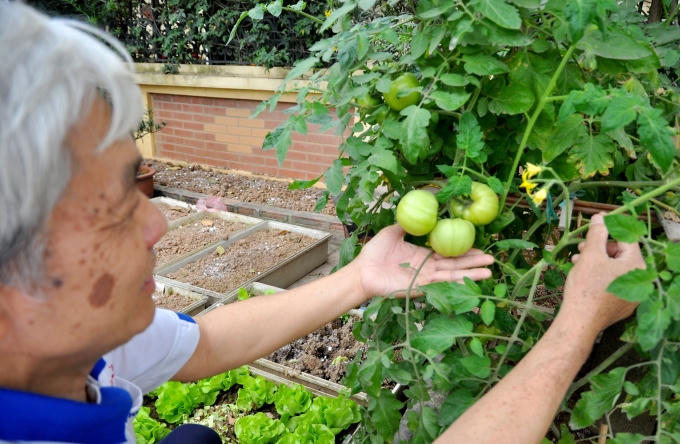 Nhờ được chăm s&oacute;c thường xuy&ecirc;n n&ecirc;n vườn rau lu&ocirc;n xanh tốt quanh năm.