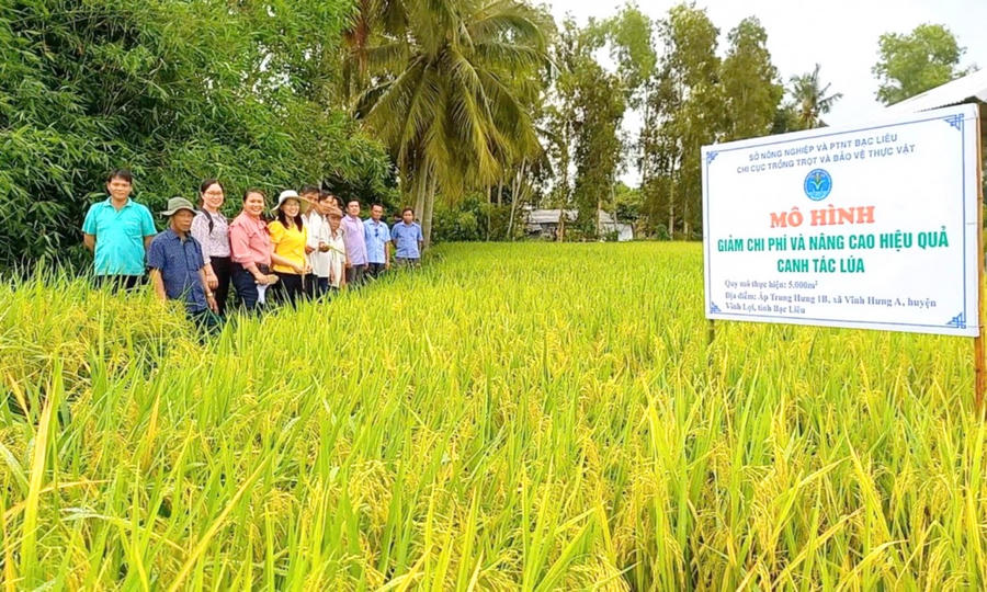 Mô hình giảm chi phí sản xuất và nâng cao hiệu quả canh tác lúa tại ấp Trung Hưng 1B, xã Vĩnh Hưng A, huyện Vĩnh Lợi (tỉnh Bạc Liêu).