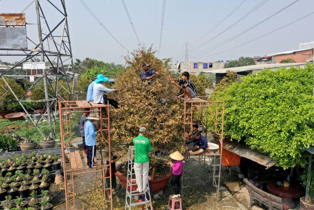 Vườn mai cổ thụ với gần 200 cây mai lớn nhỏ ở huyện Bình Chánh, TPHCM.