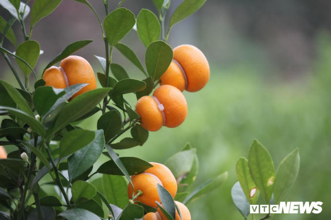 Những quả quất có hình hồ lô được chăm chút rất cẩn thận. Khoảng từ tháng 9 Âm lịch là người trồng đã bắt đầu tiến hành gò quả.