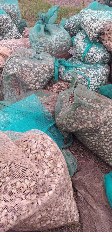 Nhiều người tới cào hải sản của anh Trưởng trong sự bất lực ngăn chặn của gia đình.