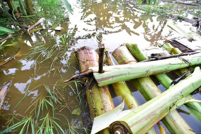 Các thân cây chuối được ghép lại với nhau bằng cọc gỗ, chằng buộc tạm bợ.