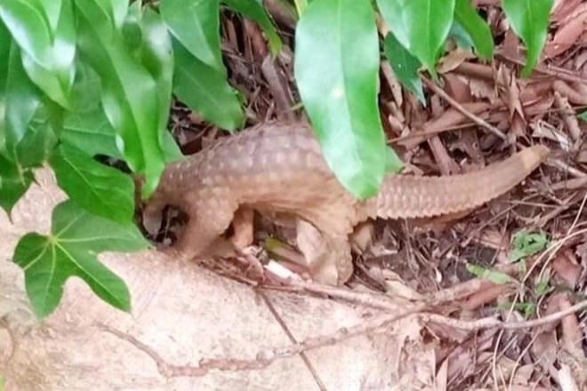 Cá thể tê tê quý hiếm nặng gần 1 kg được phát hiện trong vườn nhà dân ở TP Hội An, Quảng Nam (Ảnh: Khu Bảo tồn biển Cù Lao Chàm cung cấp).