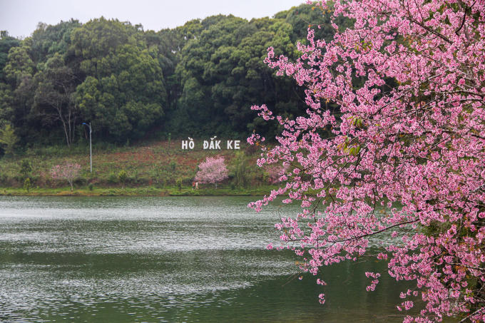 Hồ Đắk Ke nơi hoa Mai Anh Đào khoe sắc.