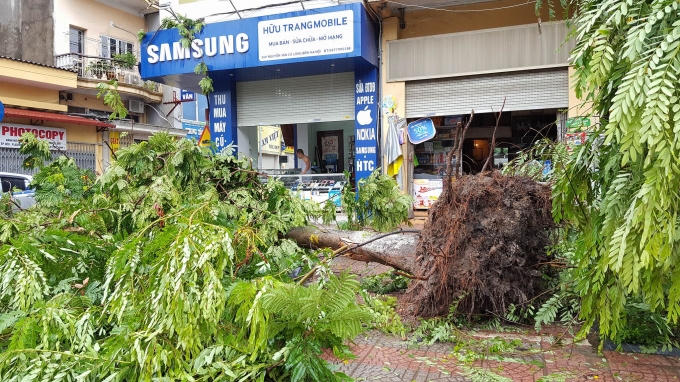 Một cây khác bật luôn gốc.