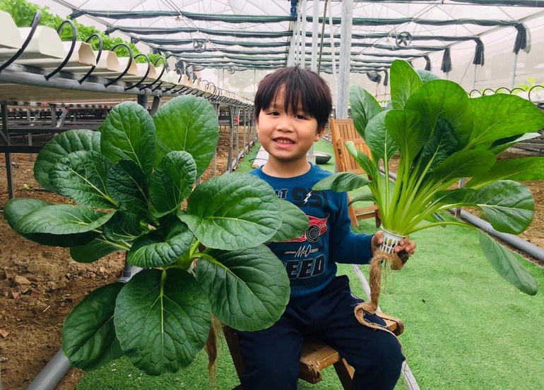Bé Vũ Khôi Nguyên (4 tuổi), con trai chị Nhung theo mẹ đi làm vườn trong những ngày nghỉ học.