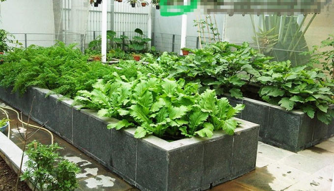 Bỏ trăm triệu trồng vườn rau sân thượng đẹp như công viên