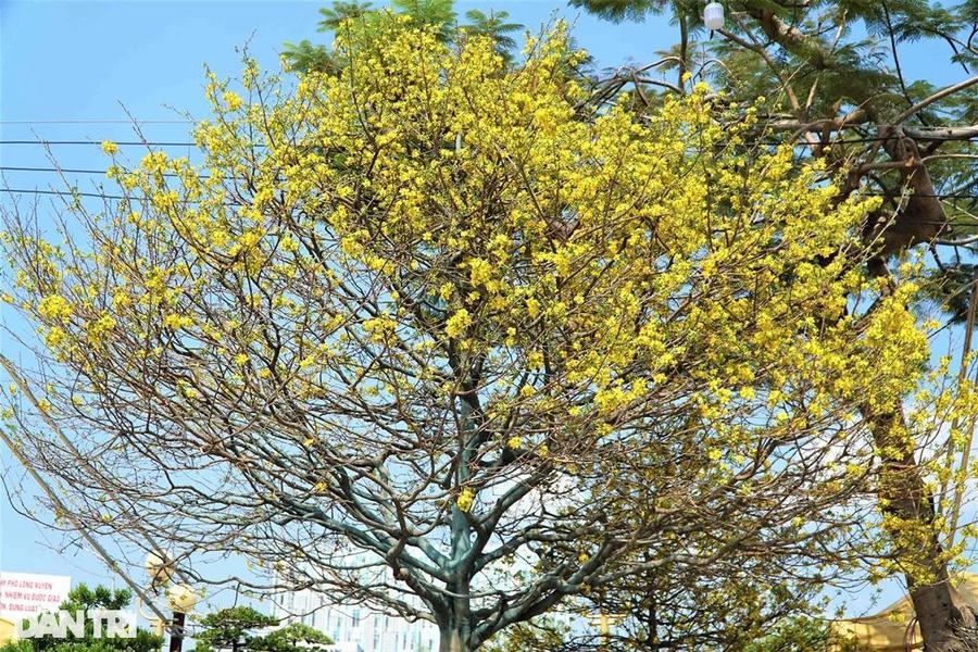 Đường kính tán cây mai 7m (Ảnh: Bảo Kỳ).