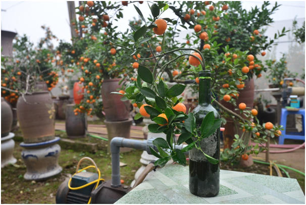 Việc tạo thế cho cây cũng không phải điều đơn giản, những cây quất trồng trong chai được tạo thế rất tỷ mỉ để cân bằng với thân chai, tránh việc cây bày trên bàn không bị đổ.