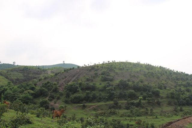 Để thực hiện dự án, tỉnh Hà Tĩnh đã phải điều chỉnh toàn bộ diện tích quy hoạch phát triển cao su, hoa màu, rừng sản xuất  ở nơi này cũng như ở địa bàn huyện Kỳ Anh sang quy hoạch phát triển chăn nuôi, trồng cỏ. Hàng trăm ha đất rừng sản xuất, đất trồng hoa màu, trồng lúa của người dân các xã ở 2 huyện trên bị thu hồi giao cho Công ty Cổ phần Chăn nuôi Bình Hà thực hiện dự án. Nếu đúng chủ trương đầu tư, những quả đồi này giờ đã là đồi cỏ mượt mà, là nguồn thức ăn cho hàng ngàn con bò... Nhưng  hiện tại đây là những quả "đồi trọc".