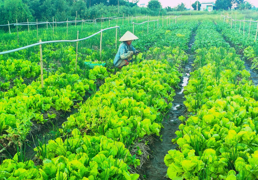 Khi người dân hiểu luật và nỗ lực vươn lên, thu nhập và đời sống được cải thiện, góp phần xây dựng xã hội công bằng, dân chủ, văn minh và giảm nghèo bền vững.