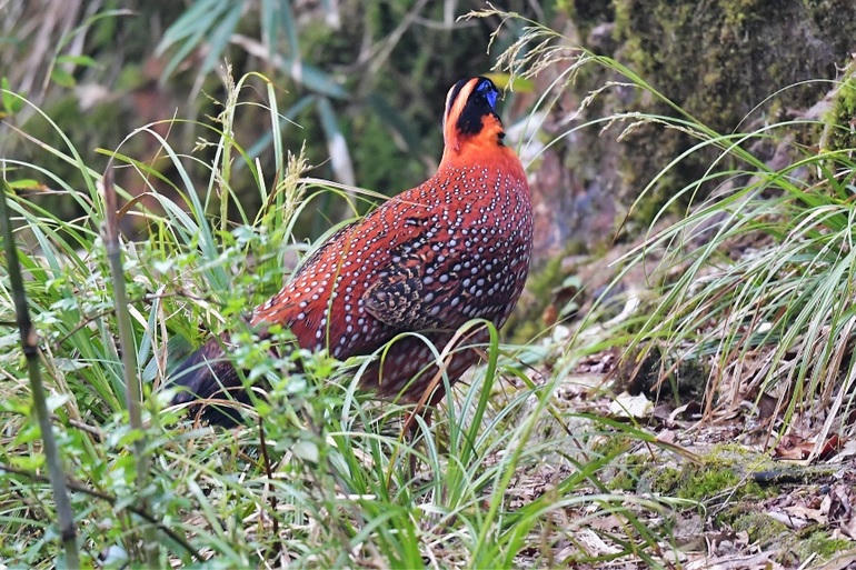 Gà lôi tía (Gà túi) - Tragopan temminckii - Ảnh của nhiếp ảnh gia Đỗ Đình Đông chụp (Ảnh vườn quốc gia Hoàng Liên)