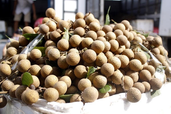 Những chùm nhãn vàng óng, quả to được người dân bẻ và đem ra chợ bán.