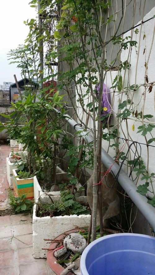 Giàn dưa chuột, mướp đắng đang ra hoa trên sân thượng nhà chị Nguyễn Thị Oanh ở Hai Bà Trưng, Hà Nội. Ảnh: Phương Anh/TTXVN