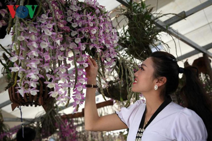 Hoa lan Lai Châu mang vẻ đẹp tự nhiên, với đủ loại màu sắc và được ví như vẻ đẹp của người con gái Thái