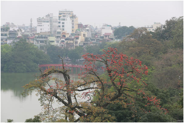  Hoa gạo là tín hiệu báo cho muôn loài biết rằng đất trời đã chuyển từ mùa xuân của yêu đương sang mùa hạ của sự đơm hoa kết trái.