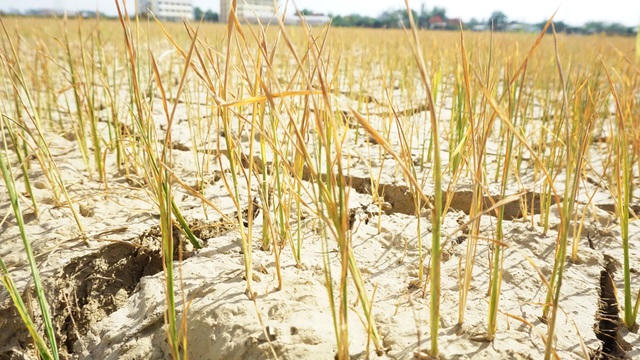 Ngày 13/7 vừa qua tỉnh Nghệ An đã công bố thiên tai do nắng nóng để có cơ sở đề nghị kinh phí hỗ trợ người dân bị ảnh hưởng do hạn hán.