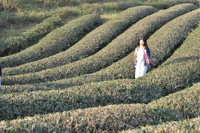 Đồi chè Tân Lập. (ảnh: Minh Long)