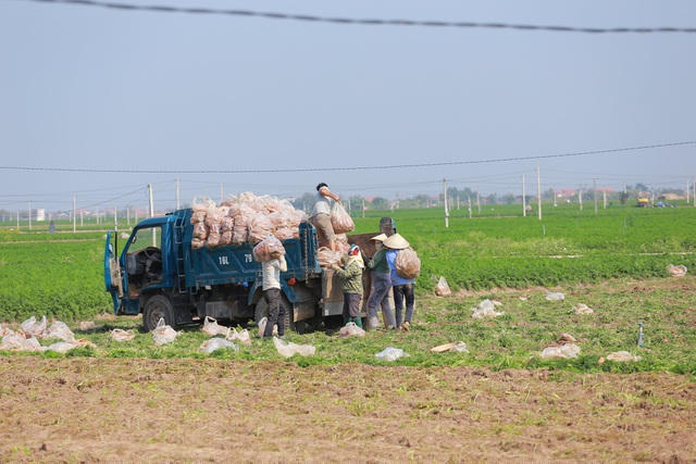 Thu hoạch cà rốt đến vụ tại Cẩm Giàng (Hải Dương).