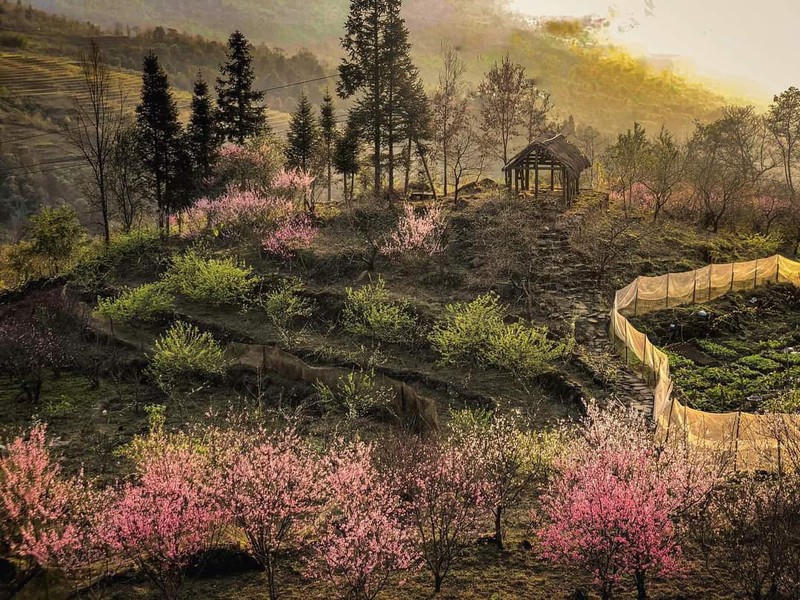 Hoa đào nở muộn rực rỡ núi rừng Y Tý. Ảnh: Ngọc Bằng 