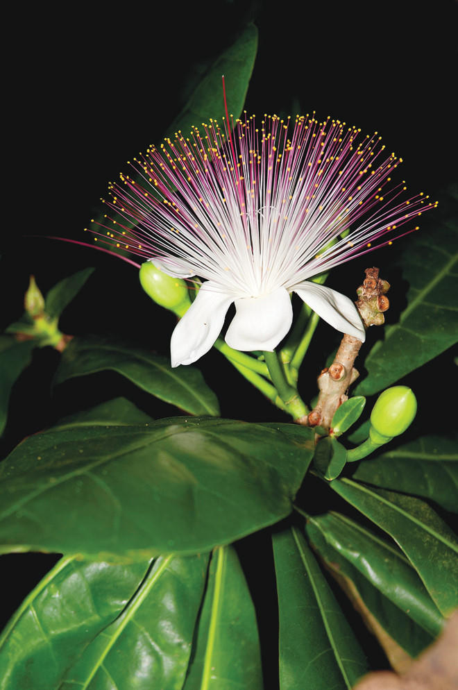 Hoa Bàng Vuông Trường Sa.