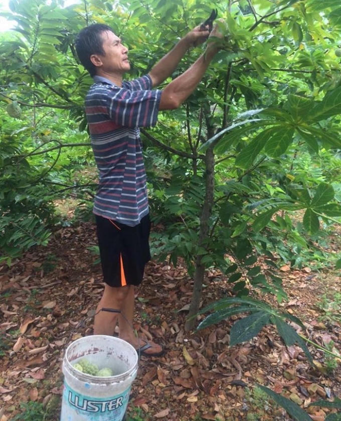 Gia đ&igrave;nh &ocirc;ng Thuận sinh sống bằng nghề trồng Na.