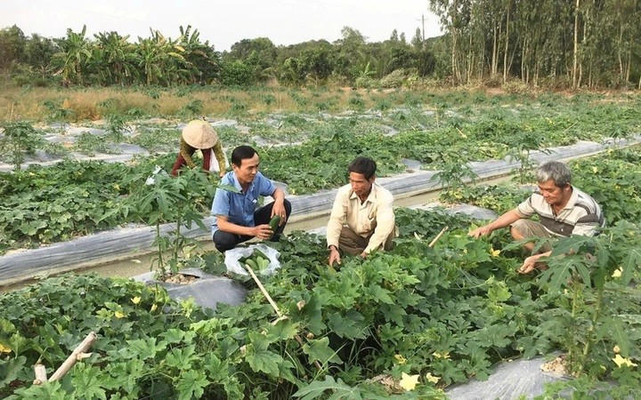 Thu nhập nông thôn Cần Thơ đạt gần 97 triệu đồng/người/năm. (Ảnh minh họa: Trung tâm Truyền thông Bộ KH&CN)