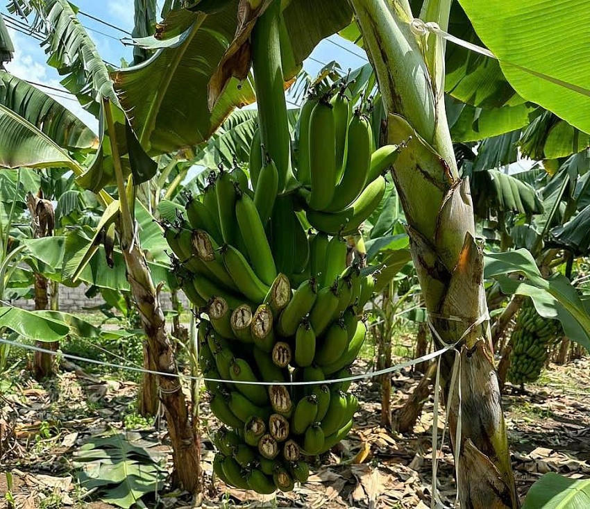 Hiện trường chuối bị phá hoại.