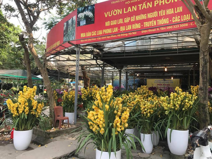 Hoa địa lan Đà Lạt với sắc vàng