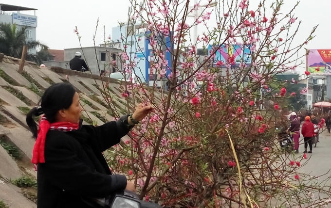 Nhặt bỏ cánh hoa đã tàn.
