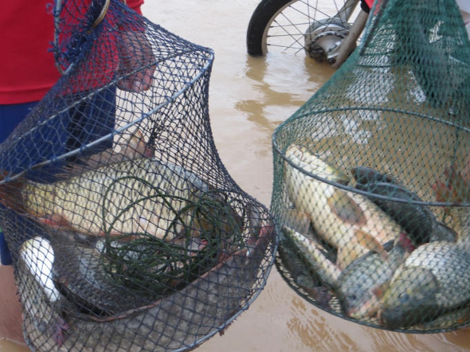 Chỉ trong khoảng thời gian ngắn sau thả lưới, quăng chài họ bắt được rất nhiều cá 'khủng'.