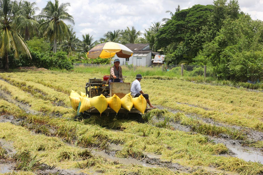 Huyện Vĩnh Lợi đề ra giải pháp trong năm 2025, tổng sản lượng lúa 250.000 tấn.