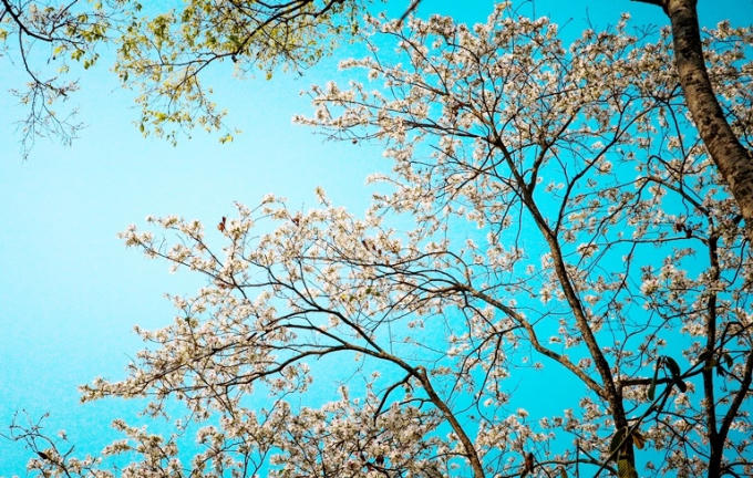 Hương sắc núi rừng.