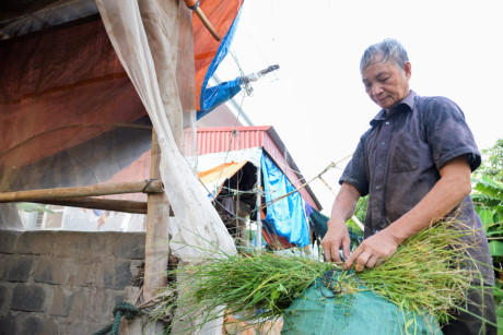 Cỏ lông, gừng, cá, voi là những loại cỏ trâu thích ăn nhất. Vào mùa đông, khi cây cỏ khan hiếm, ông Ngân phải lấy thêm thân ngô, rơm rạ và cám để bổ sung thức ăn cho trâu.