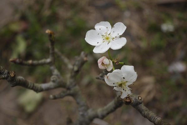 Cận cảnh hoa l&ecirc; trắng tinh kh&ocirc;i khoe sắc giữa l&ograve;ng Thủ đ&ocirc;