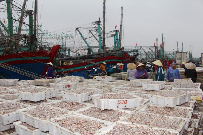 Những chiếc thuyền trở về trúng đậm cá trọng trong chuyến vươn khơi đầu năm.