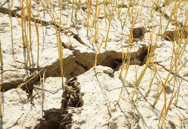 Toàn tỉnh Nghệ An hiện có hơn 3.500 ha lúa thuộc diện không còn nước để cứu và diện tích đang tăng lên từng ngày do trời vẫn chưa mưa; hơn 10.000 ha khác trong diện nguy cơ.