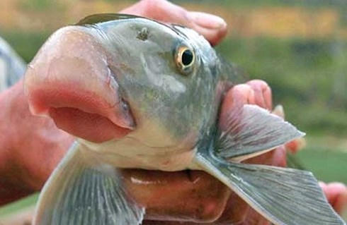 Nhiều người chọn mua cá anh vũ đặc sản để biếu sếp dịp Tết.