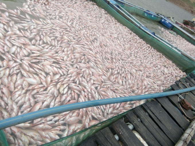Cá nổi trắng trên mặt nước trong lồng bè