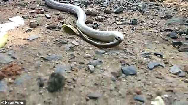 Chỉ sau vài phút, con rắn nâu nằm yên vị trong bụng rắn bạch tạng.