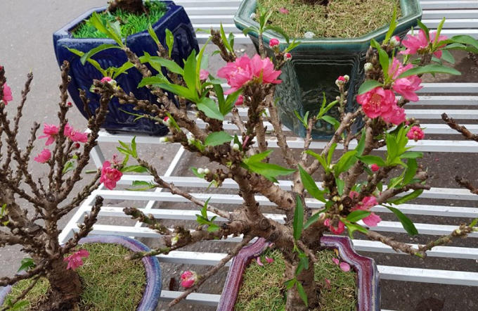 Những cây đào chỉ cao chừng 2 gang tay khiến nhiều khách xem tò mò. Người bán rao giá 2 triệu đồng/cây.